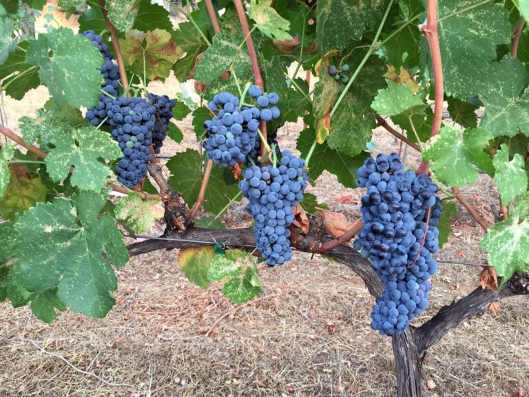 Cab and Zin Grapes For Sale