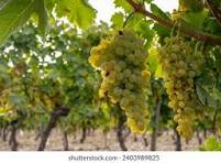 Available Grapes For Winemaking