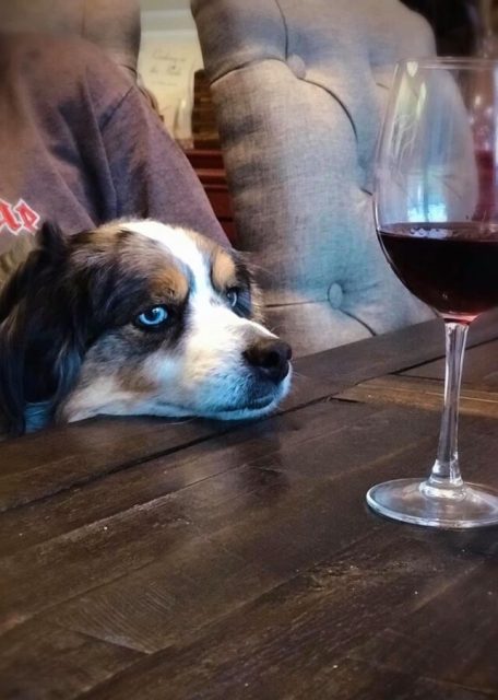 WinePup-768x902